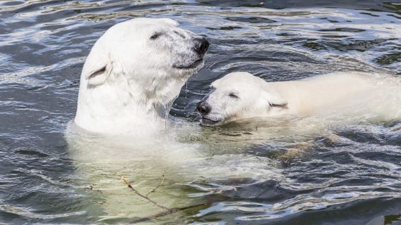Rovaniemi: Ranua Zoo Entry Ticket with BBQ Picnic