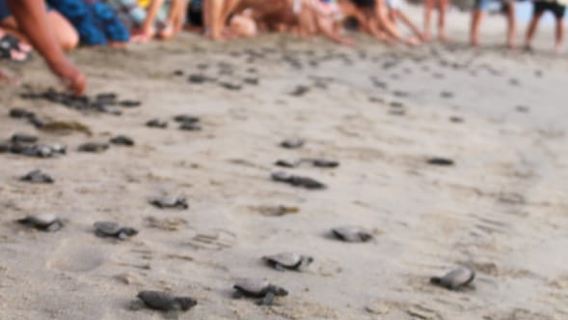 *Turtle Hatching + 3 Palos Lagoon Boat Ride & Crocs Farm