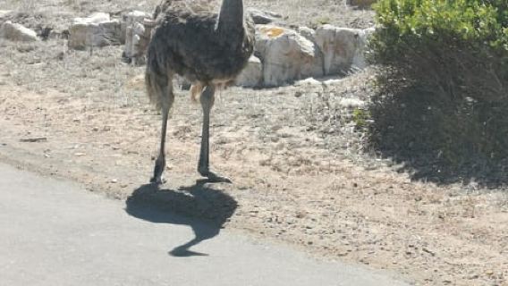 Excursion privée d'une journée : Cap de Bonne-Espérance et pingouins