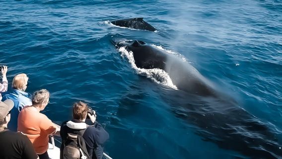 オアフ島:ワイキキ発ホエールウォッチングクルーズ