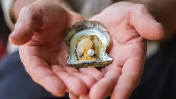 Shell to Showroom - Sydney's only Pearl Farm Experience