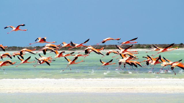 Mexico · Cancun Flamingo Sanctuary + Tasik Pink sewaan peribadi lawatan sehari eksklusif