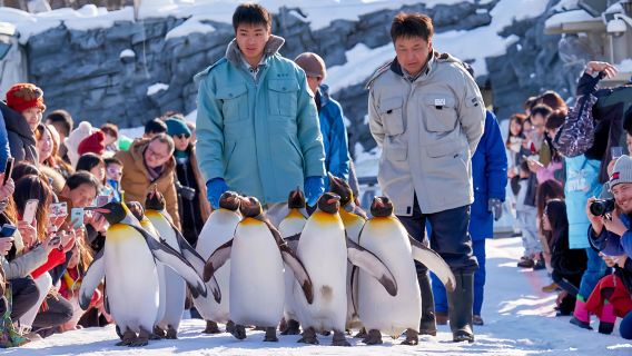 Hokkaido Asahiyama Zoo + Ningle Terrace + Shirahige Waterfall Day Tour|Includes zoo admission ticket