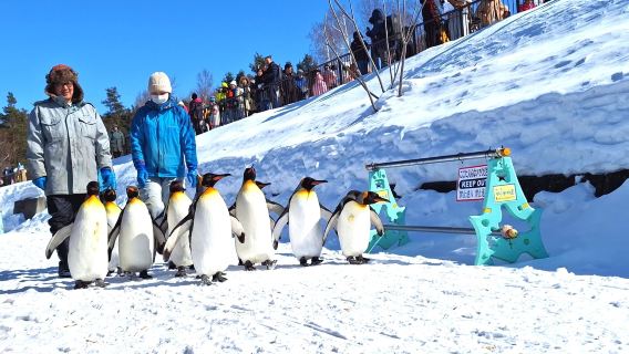 Hokkaido Asahiyama Zoo + Biei Farms Chiyoda (Snowmobile Option Available) + Ningle Terrace