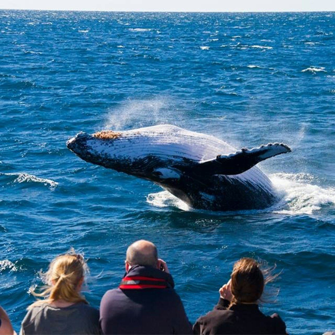 บริสเบน: ทัวร์ชมวาฬ + บริการรับส่ง + อาหารกลางวัน