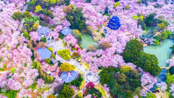 Business Vehicle | Optional English Guide | Depart from Shanghai + Li Garden + Tai Hu Yuantouzhu Scenic Spot + Nanchang Street