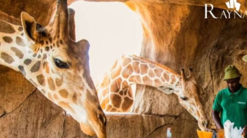 Emirates Park Zoo - Explorer Tickets Day Tours 2