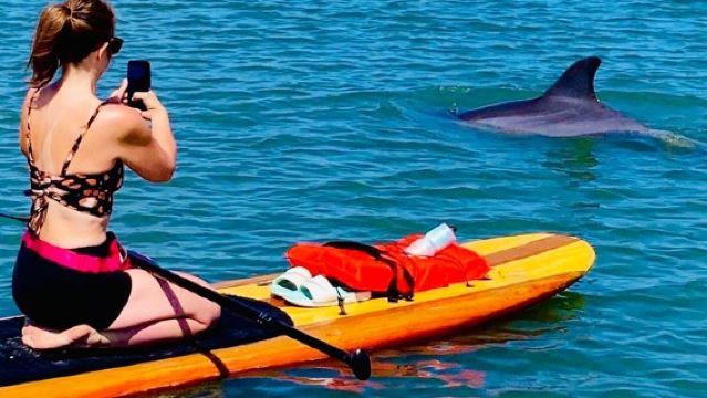 Dolphin and Manatee Stand Up Paddleboard Tour in Daytona Beach