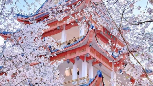 Suzhou Round-Trip: Private 1-Day Tour to Wuxi's Tai Hu Yuantouzhu Scenic Spot, Nianhua Bay & Lingshan Giant Buddha