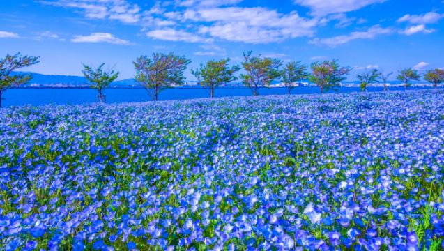 Osaka Spring Flower Day Tour: Nemophila Festival, Katsuo-ji Temple & Expo Park [Small Group 9-13 Guests | Optional Hotel Pick-up | English-Speaking Driver]