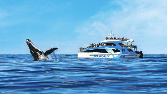 Whale watching tour at Sea World in Gold Coast, Australia [multiple daily time slots optional/whale sighting guarantee]