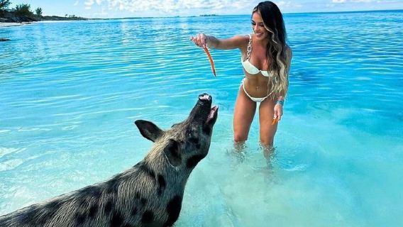 Swimming Pigs Of Rose Island Water Taxi & Turtle Viewing Nassau