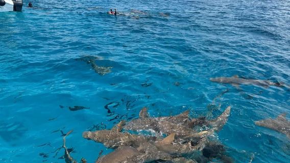 Maldives: Snorkeling with Nurse Sharks, Coral Reef, Sandbank