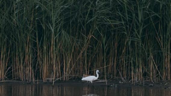 Skadar Lake 2h Scenic Boat tour from Virpazar