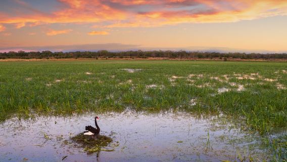 Budj Bim: Tae Rak Wetlands 2 Hour Guided Cultural Tour