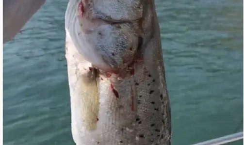 山東煙台快艇出海海釣3小時+提供魚竿魚餌救生衣礦泉水(魚獲可以去飯店免費加工+親子家庭團建出行優選)