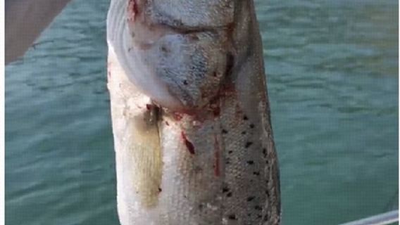 山東煙台快艇出海海釣3小時+提供魚竿魚餌救生衣礦泉水（魚獲可以去飯店免費加工+親子家庭團建出行優選）