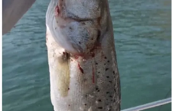 山東煙台快艇出海海釣3小時+提供魚竿魚餌救生衣礦泉水（魚獲可以去飯店免費加工+親子家庭團建出行優選）