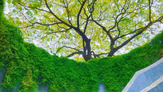 National Museum of Singapore + Fort Canning Park + National University one-day tour with private charter (Chinese and English Service)