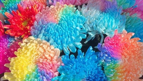 開封龍亭景區+天波楊府+翰園碑林+城牆+鐵塔公園-菊花文化節