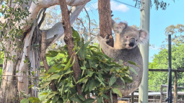 ทัวร์วันเดียว/ทัวร์หลายวัน ศูนย์อนุรักษ์โคอาล่าโลนไพน์บริสเบน + พิพิธภัณฑ์ควีนส์แลนด์ + พิพิธภัณฑ์ศิลปะสมัยใหม่ (ภาษาอังกฤษ)