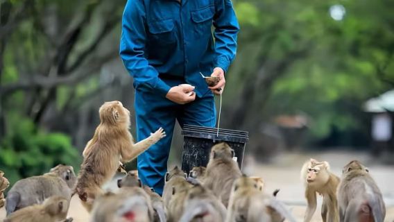 胡志明猴子島+紅樹林一日遊【酒店接送+午餐+親密接觸猴子】