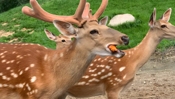 Однодневное частное приключение в Пекинском парке дикой природы