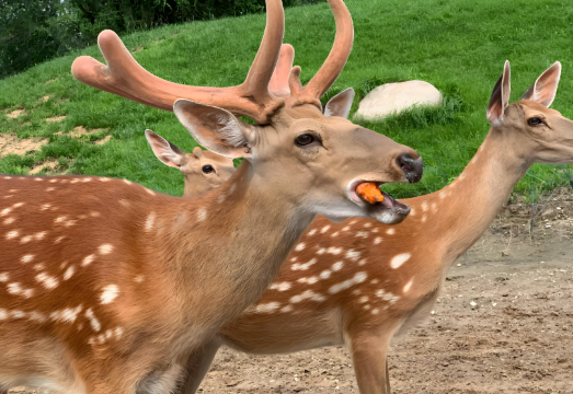 Beijing Wildlife Park One Day Private Adventure