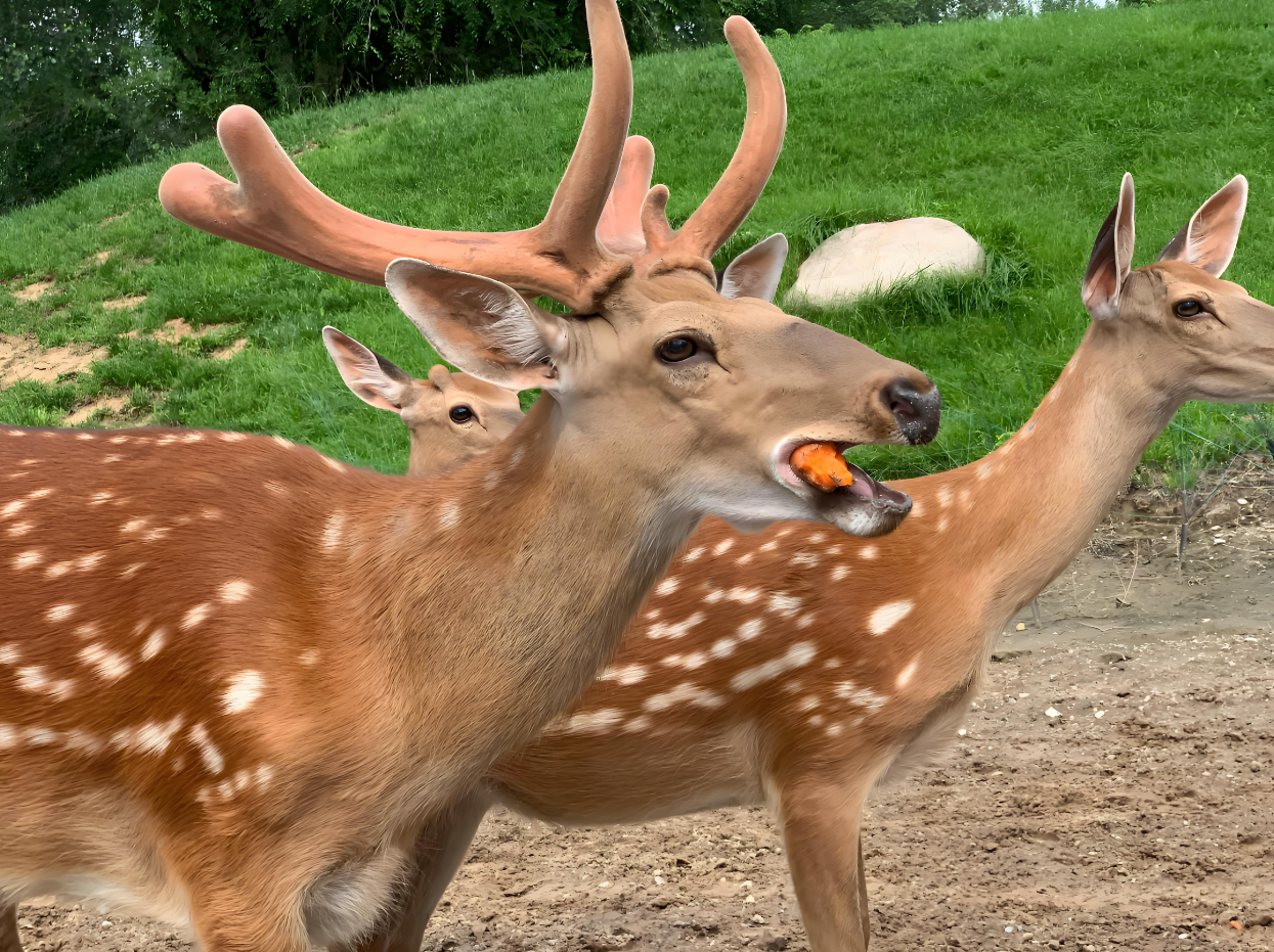 Beijing Wildlife Park One Day Private Adventure