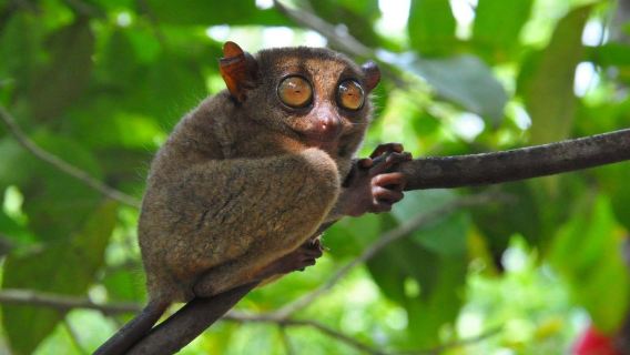 Bohol Island Landmark Highlights 1-day Tour: Chocolate Hills + Tarsier + Loboc River and More