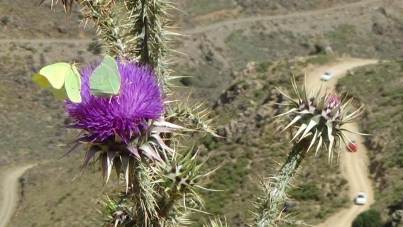 Recorrido en jeep por las montañas Thripti y sus pueblos típicos