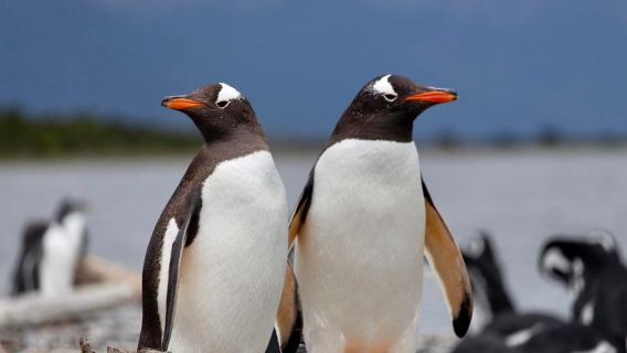 USHUAIA: ALMANZA, THE SPIDER CRAB ROUTE & PENGUIN SIGHTING