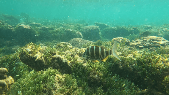 Boa Vista: Snorkeling di Teluk Gatas & Lawatan Timur Laut