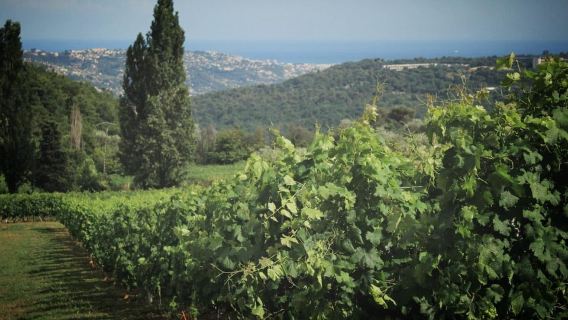 ChateauredonExperiences