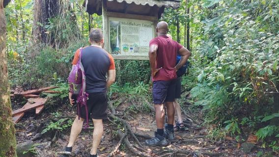 Dominica: Rain Forest Adventure with Waterfall Swim