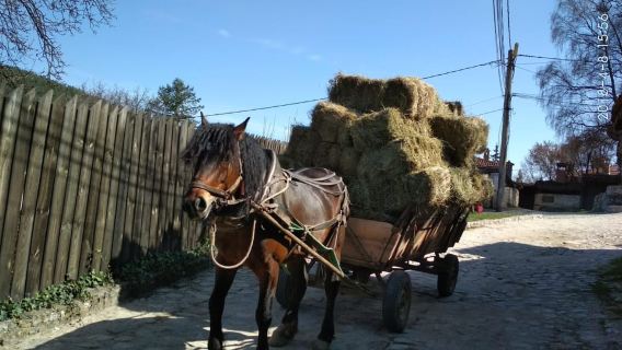 From Sofia: Koprivshtitsa, Starosel, and Wine Tasting Tour