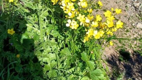 Maspalomas: Roque Nublo - escursione sui vulcani di Sky Rebels