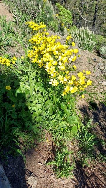 Maspalomas: Roque Nublo - hiking on volcanoes by Sky Rebels