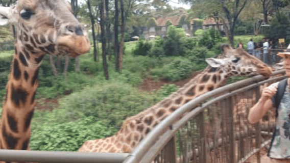 Откройте для себя дикую сторону Найроби в рамках однодневной экскурсии