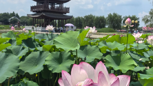 保定白洋淀一日遊