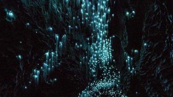 紐西蘭奧克蘭周邊比特村 + 懷託摩螢火蟲洞-包車-精選行程