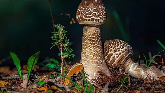 【2-8人純玩拼小團】昆明戶外野趣挖松露+鬥南花市一日遊