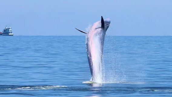 Ab Bangkok: Walbeobachtungstour auf See (inkl. Frühstück/Mittagessen)