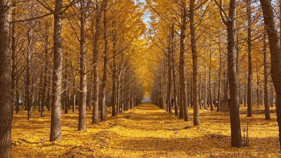 石家莊鹿泉銀杏園+龍泉古鎮一日遊