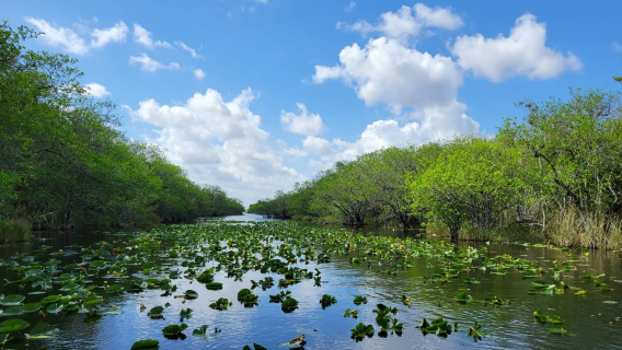 Florida: Miami Beach - South Beach + Everglades National Park + Little Havana Join-in Tour