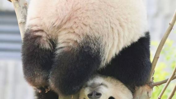 Chengdu Departure: Private Charter 1-Day Tour to Yingxiu Earthquake Site, Panda Valley, Dujiangyan & South Bridge Night View