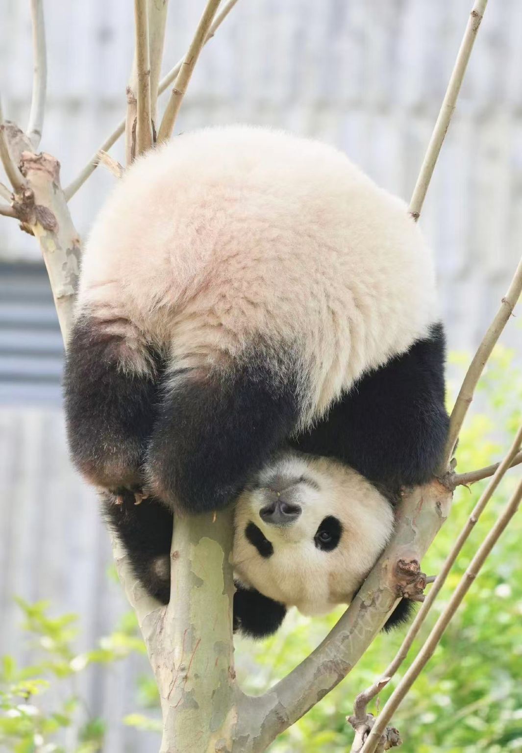 Ab Chengdu: Tagesausflug mit Privattransfer zu den Yingxiu-Ruinen, dem Panda-Tal, Dujiangyan und der nächtlichen Nanqiao-Brücke