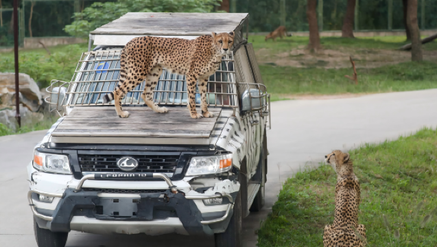 Shanghai family-friendly tour: Shanghai Wild Animal Park + China Maritime Museum + Happy Captain Cruise