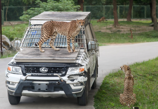 Shanghai Family-Friendly Private Tour: Wild Animal Park, China Maritime Museum & Happy Captain Cruise