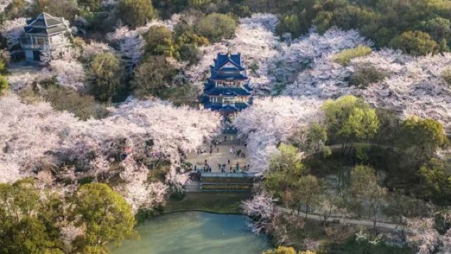 無錫靈山大佛+黿頭渚+太湖仙島一日遊